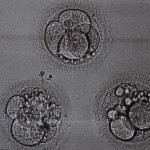 Pre-embryos
